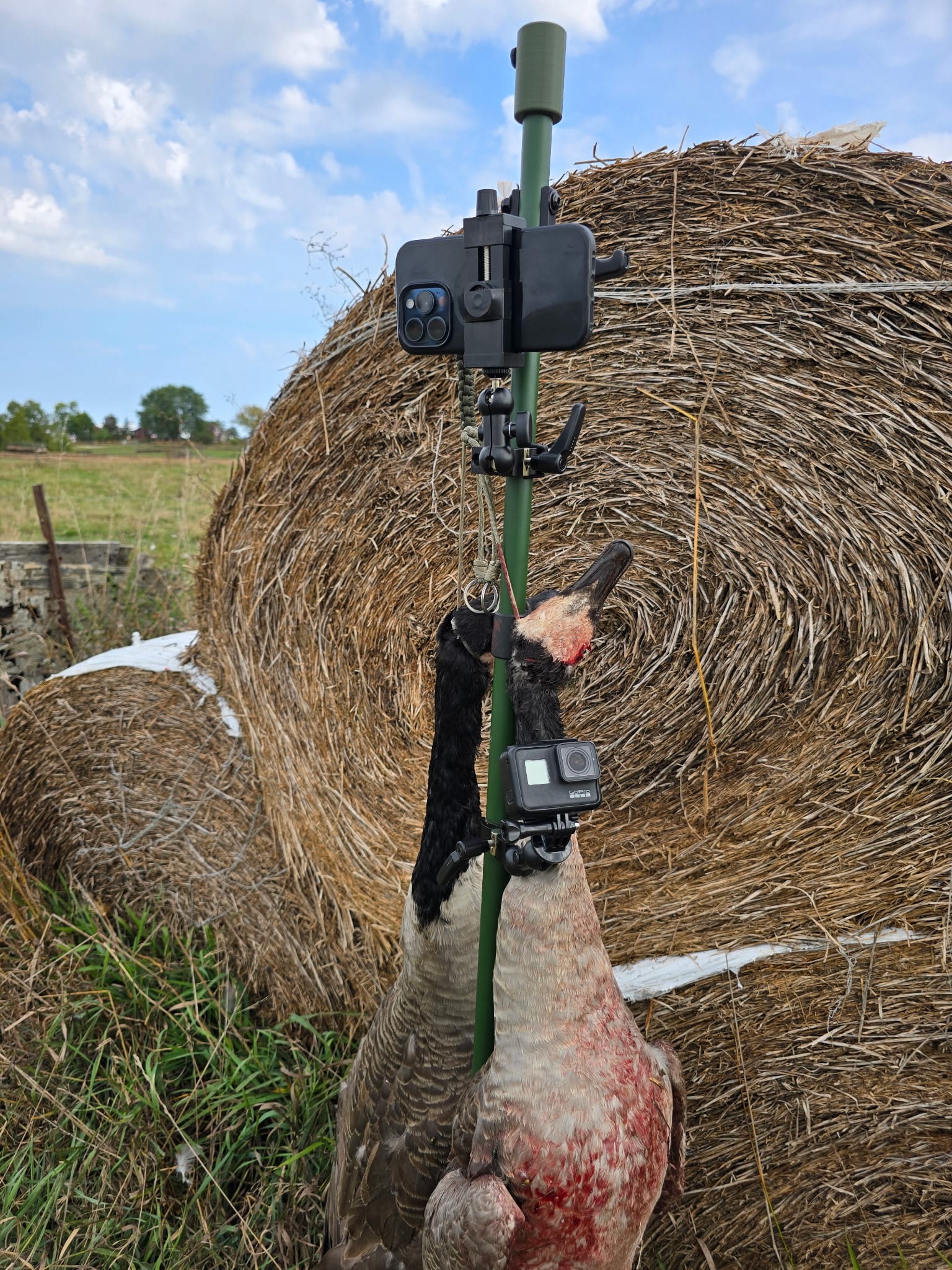 Early Season Goose Hunting in the Fields: Michigan Style